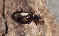 Dromiusina