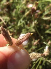 Cordylanthus nevinii