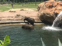 Elephantidae