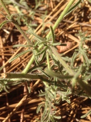 Cordylanthus nevinii