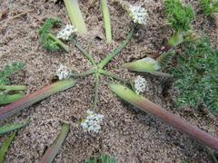 Capnophyllum africanum