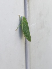 Rugosana querci