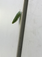Rugosana querci