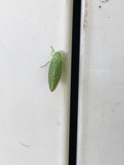 Rugosana querci