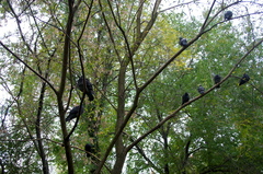 Columba livia domestica