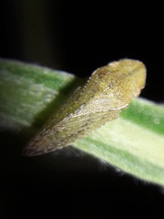 Xerophloea