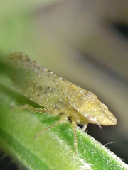 Xerophloea