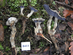 Phellodon maliensis image