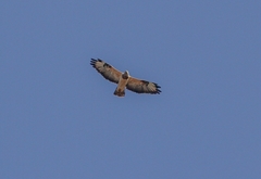 Buteo buteo