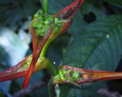 Heliconia latispatha image