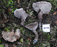 Sarcodon carbonarius