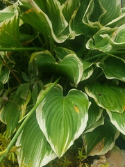 Hosta plantaginea