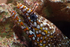 Hawaiian Dragon Eel photo 3