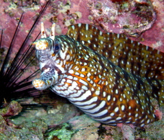 Hawaiian Dragon Eel photo 5