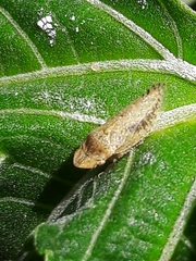 Xerophloea