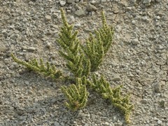 Halogeton glomeratus