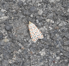 Utetheisa lotrix lotrix