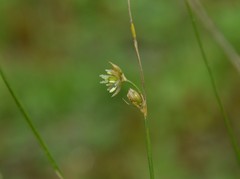 Juncus imbricatus