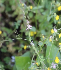 Cysticapnos cracca