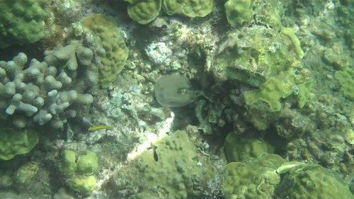 Ocyropsis crystallina