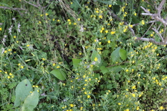 Cysticapnos cracca