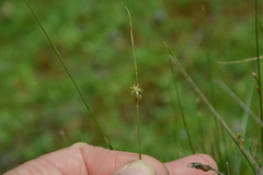 Juncus imbricatus