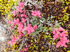 Exobasidium vaccinii-uliginosi