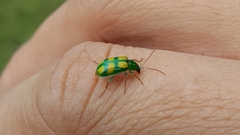 Diabrotica sexmaculata