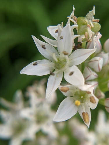 Allium tuberosum