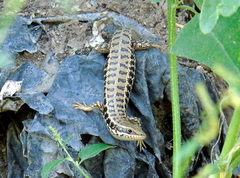 Heremites auratus