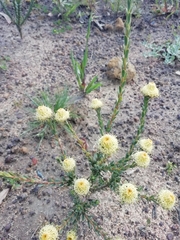 Leucadendron thymifolium