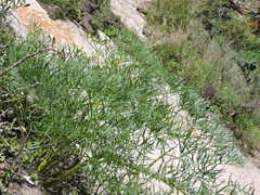 Arracacia