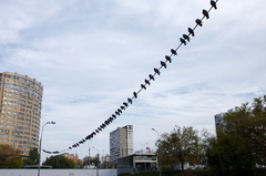 Columba livia domestica