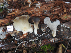 Hohenbuehelia parsonsiae