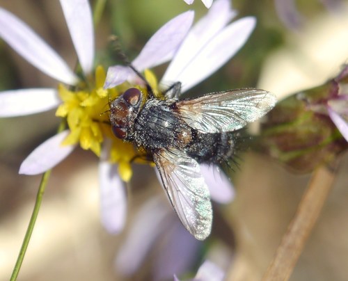 Tachinid fly