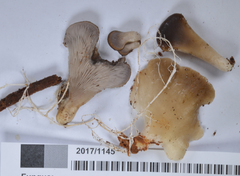 Hohenbuehelia parsonsiae