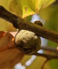 Disholcaspis quercusmamma