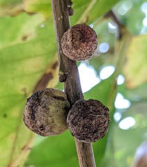 Disholcaspis quercusmamma