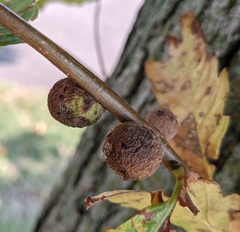 Disholcaspis quercusmamma