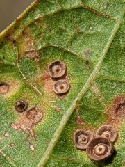 Neuroterus saltarius