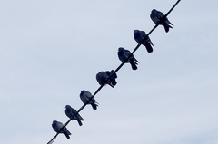 Columba livia domestica