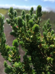 Cliffortia polygonifolia polygonifolia