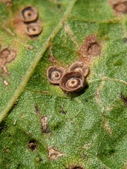 Neuroterus saltarius