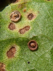 Neuroterus saltarius