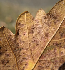 Neuroterus saltarius