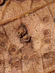 Neuroterus saltarius