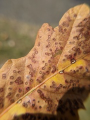 Neuroterus saltarius