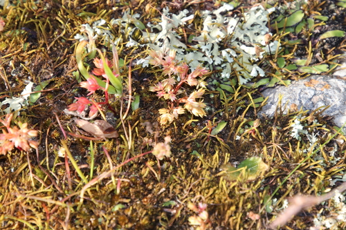 Image of Asterella marginata by (c) Tony Rebelo, some rights reserved (CC BY-SA)