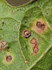 Neuroterus saltarius