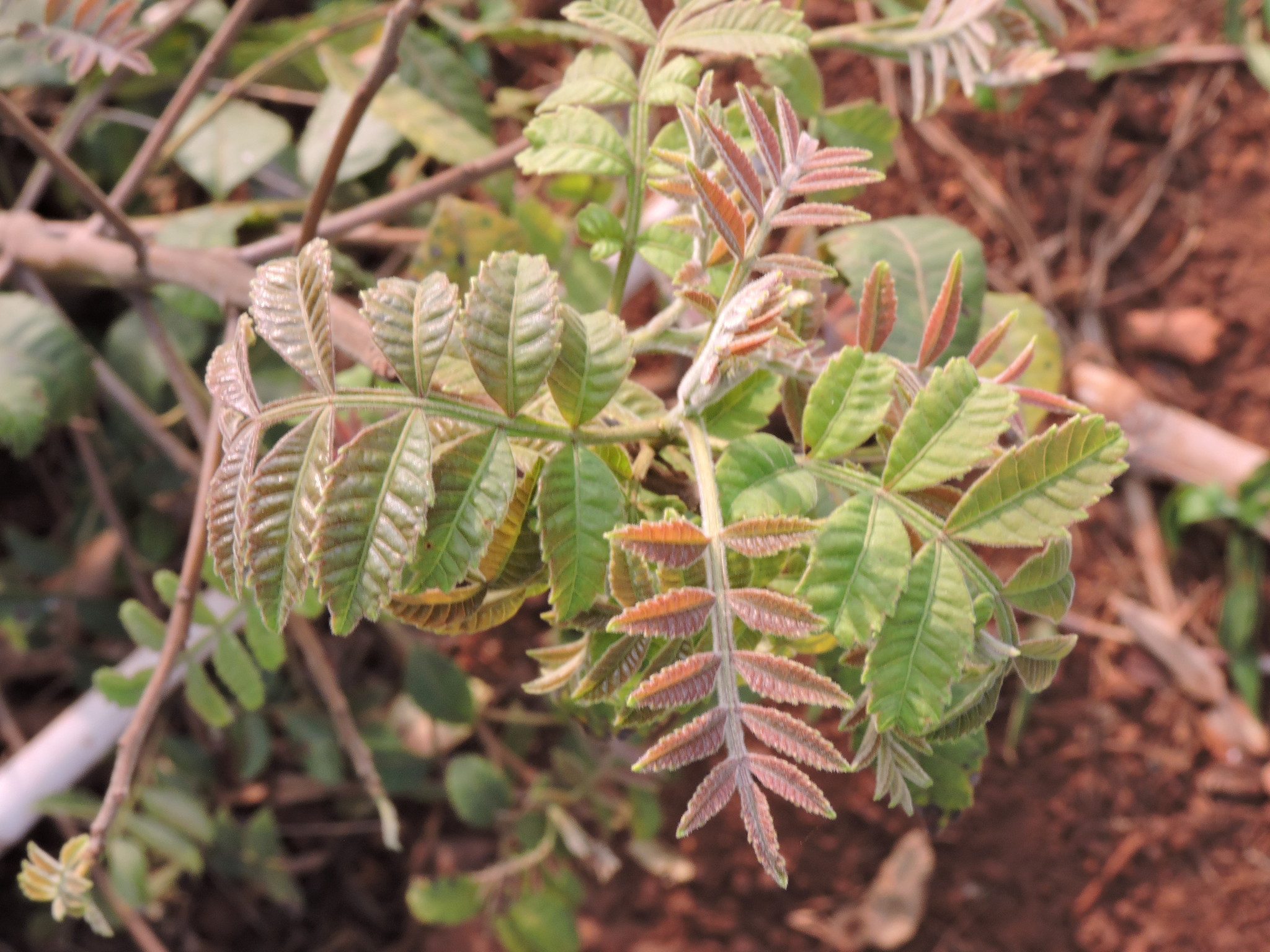 Schinus terebinthifolia